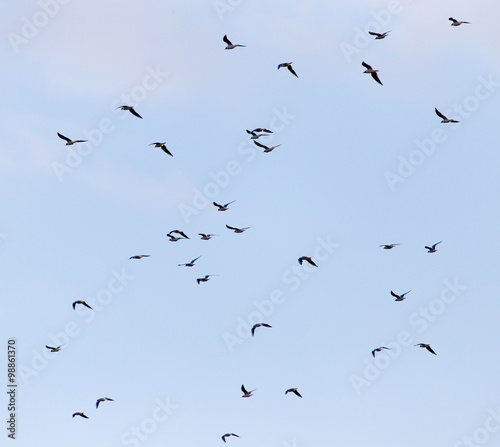 A flock of seagulls flying in the sky © schankz