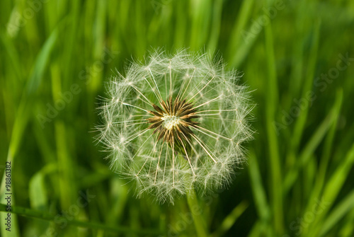 Dandelion seeds in the morning mist blowing away across a fresh green background