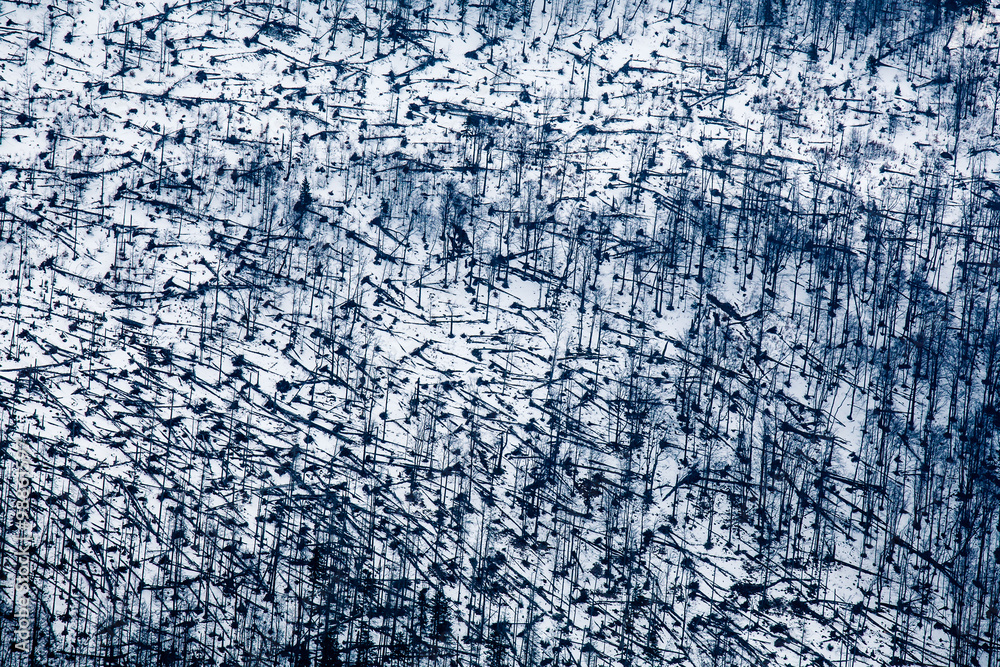 Obraz premium Abstract tree patterns