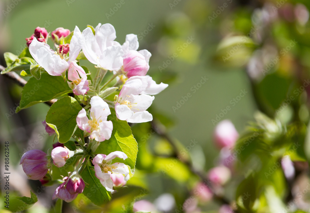 Fototapeta premium beautiful flowers on the apple tree in nature
