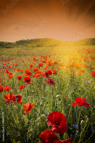 Fototapeta Naklejka Na Ścianę i Meble -  Poppy flower field