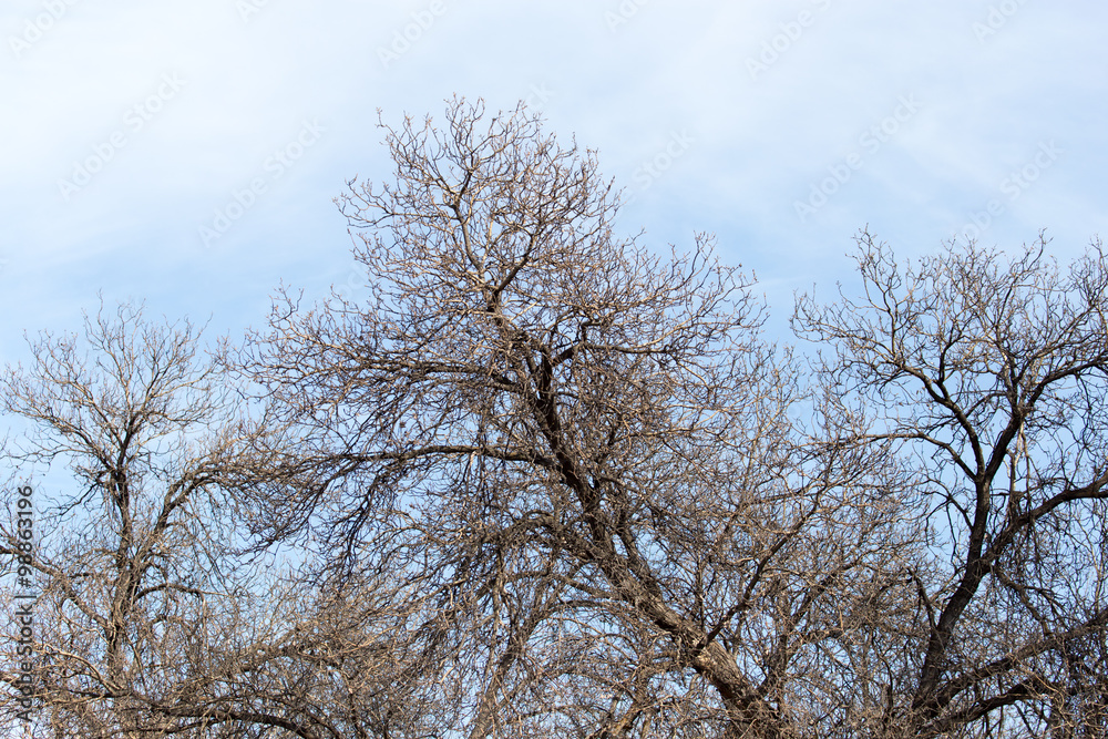 leafless tree branches against the blue sky leafless tree branches against the blue sky