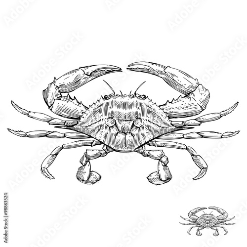 Blue Crab - Illustration