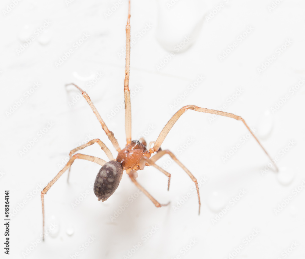 Spider on a white background with water drops Spider on a white background with water drops