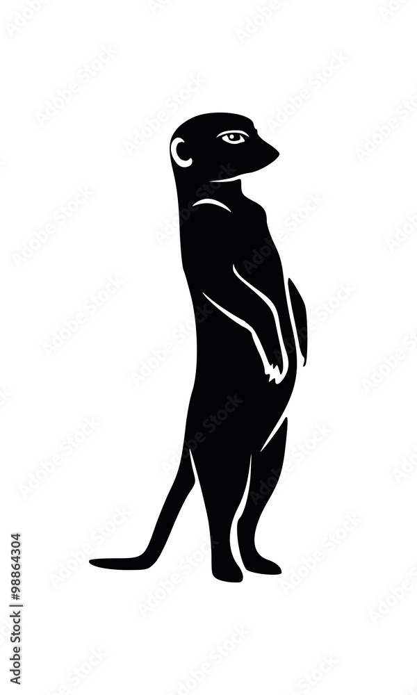 Obraz premium Meercat