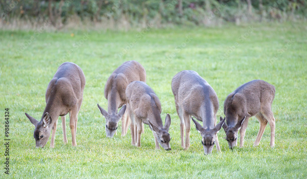 Obraz premium Black-tailed Deer females grazing in the meadows. Foothills Park, Santa Clara County, California, USA.