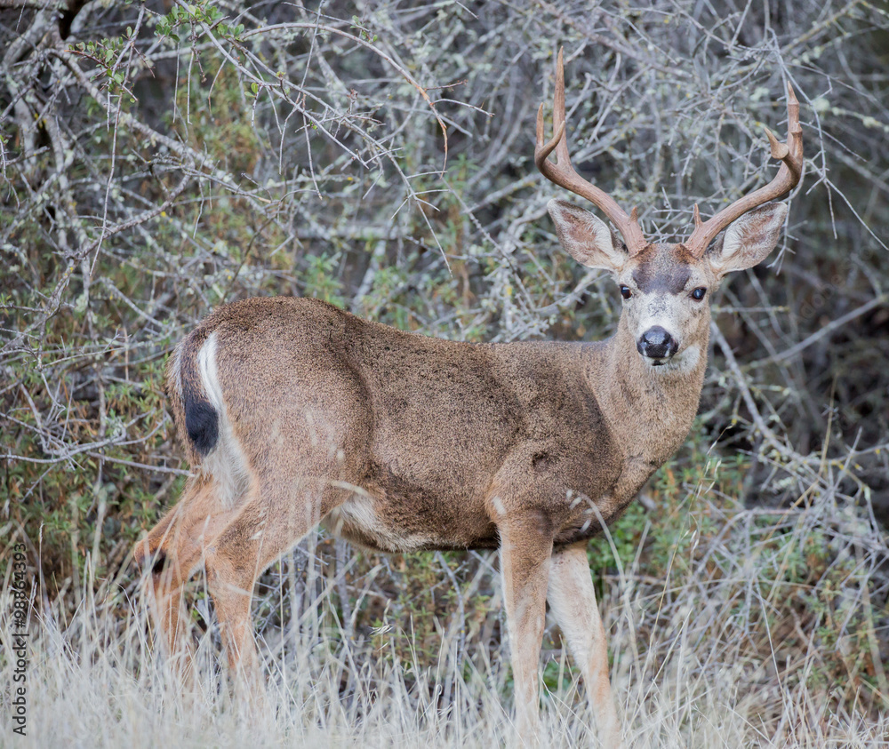 Obraz premium Male Black-tailed Deer (Odocoileus hemionus) looking in alert. Foothills Park, Santa Clara County, California, USA. 
