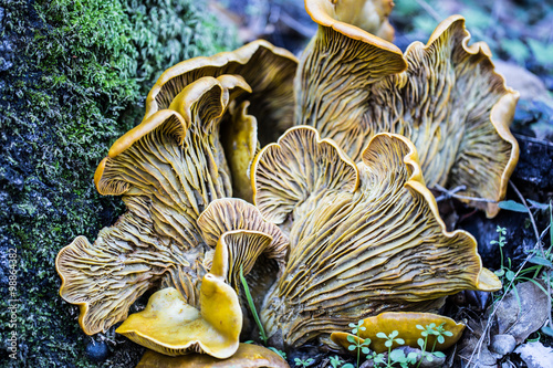 Omphalotus olivascens, commonly known as the western jack-o'-lantern mushroom
