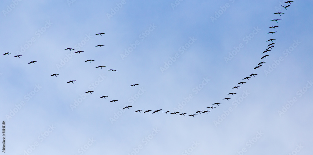 a flock of swans on the blue sky a flock of swans on the blue sky