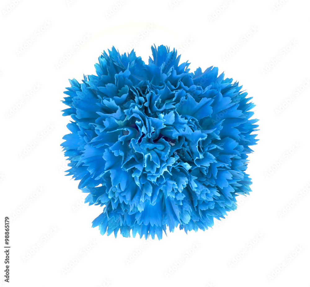 carnation flower isolated on white background carnation flower isolated on white background