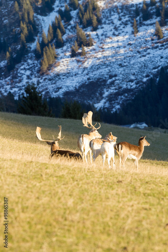 Damhirsch - Damwildherde