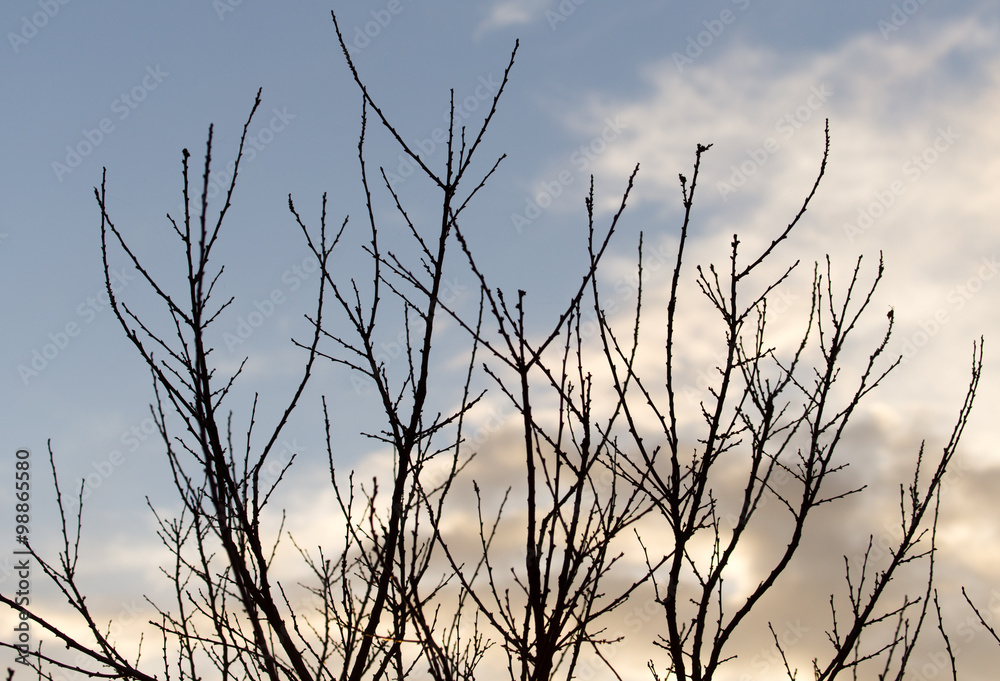 bare branches of a tree at sunrise sun bare branches of a tree at sunrise sun