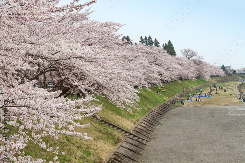 Akita,Japan - April 27,2014 : Cherry blossoms or Sakura in Kikonai riverside , Kakunodate city
