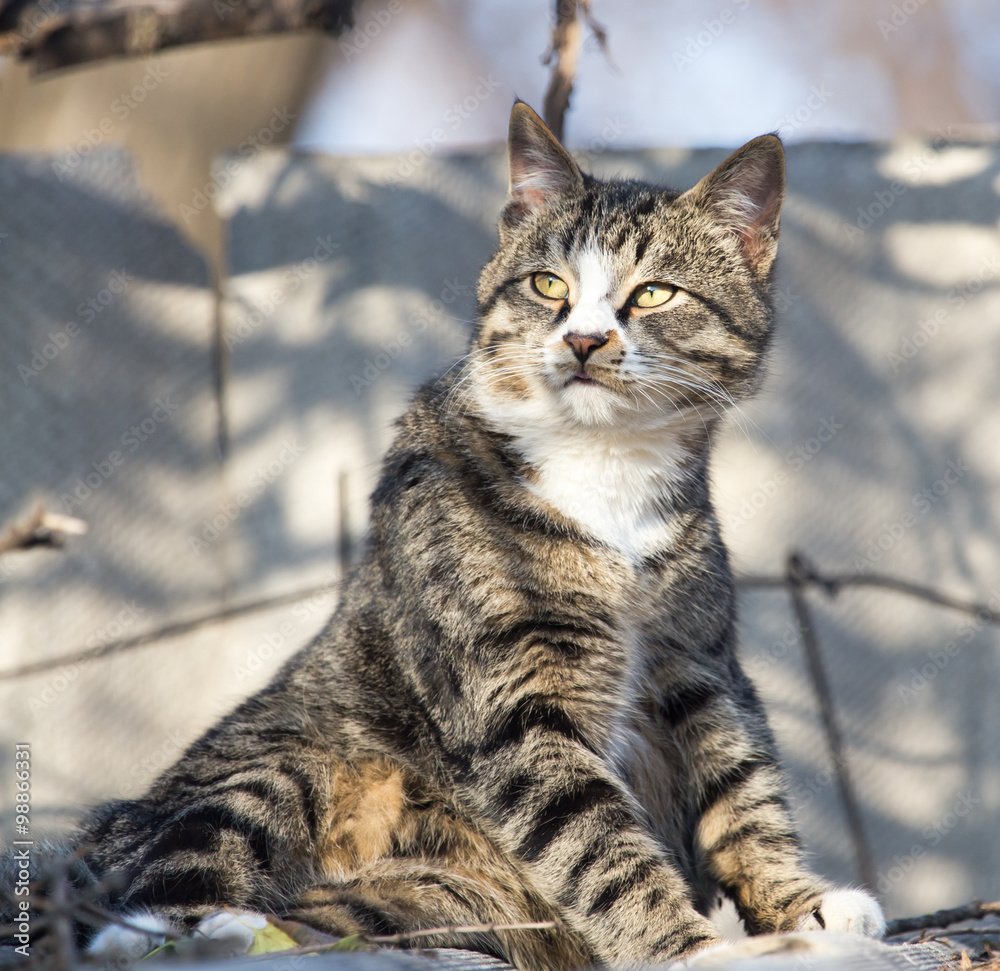 cat on the roof of a house on nature