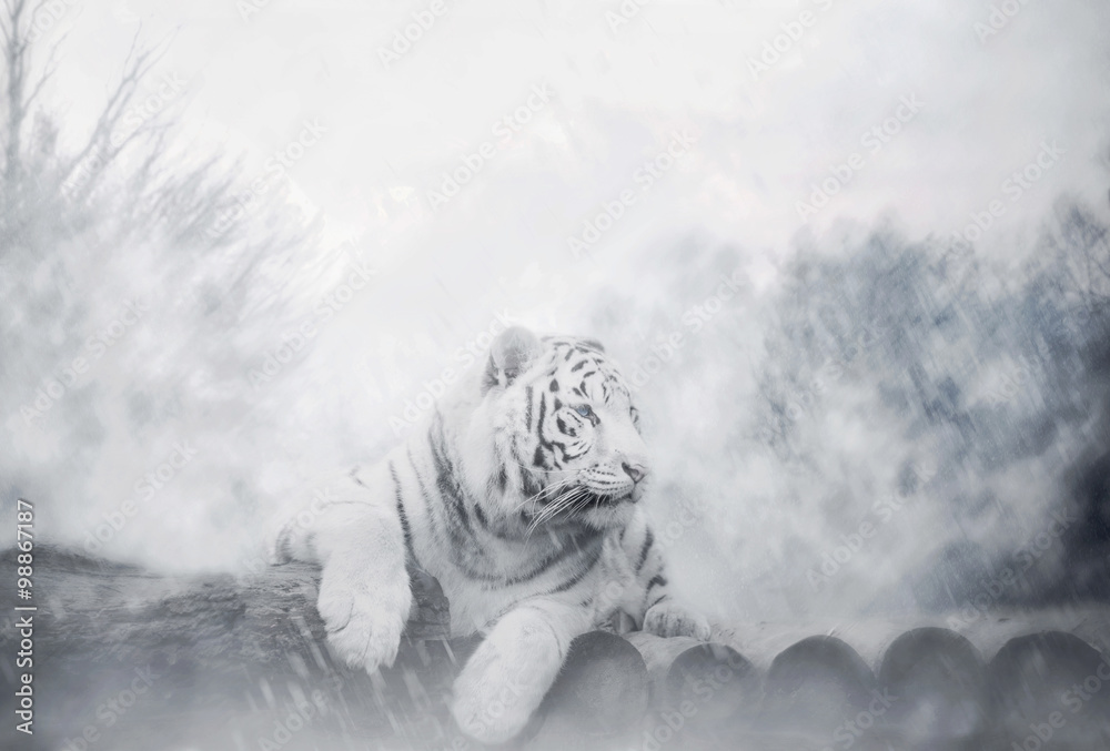 Naklejka premium White Tiger