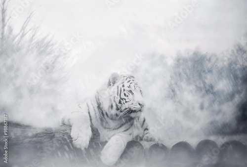 Obraz na plátně White Tiger