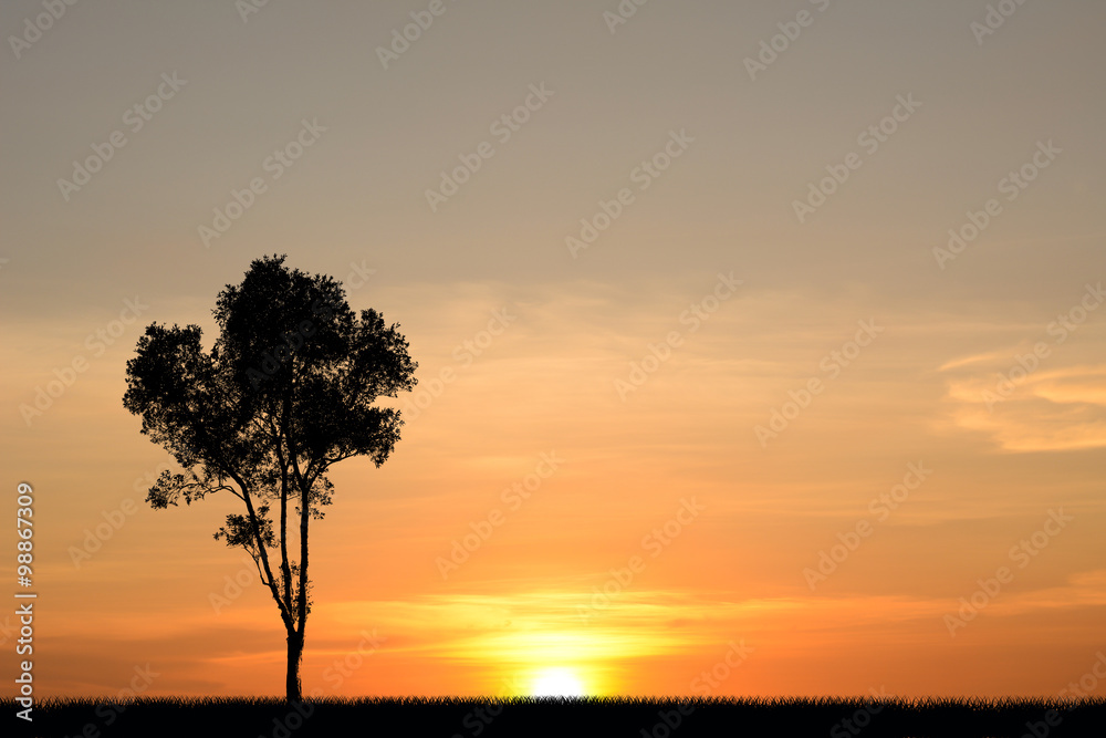 Tree silhouette Sunset background