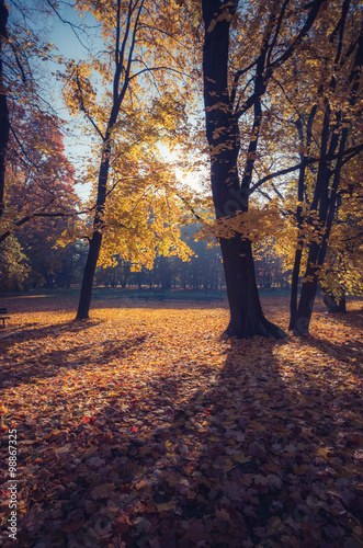 Colorful autumn park on sunny morning in Krakow, Poland