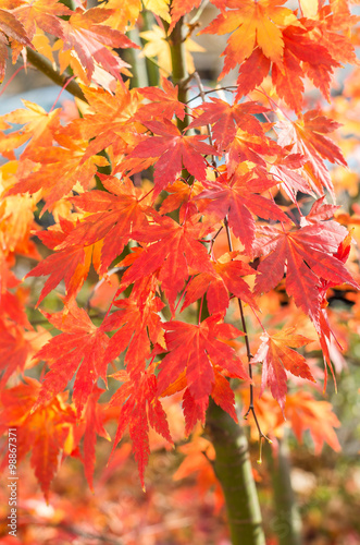 Autumn downy Japanese maple  acer japonicum  leaves 