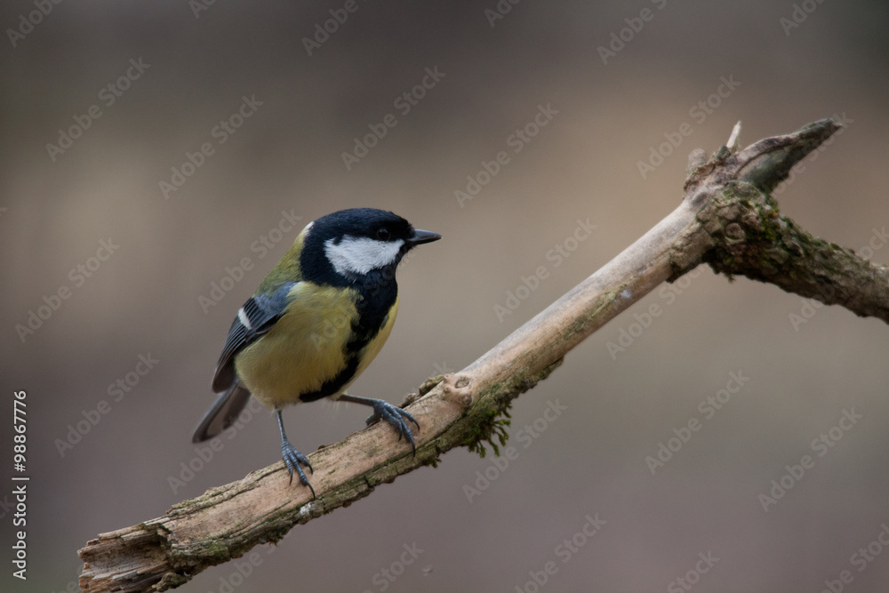 Fototapeta premium Mésange bleue