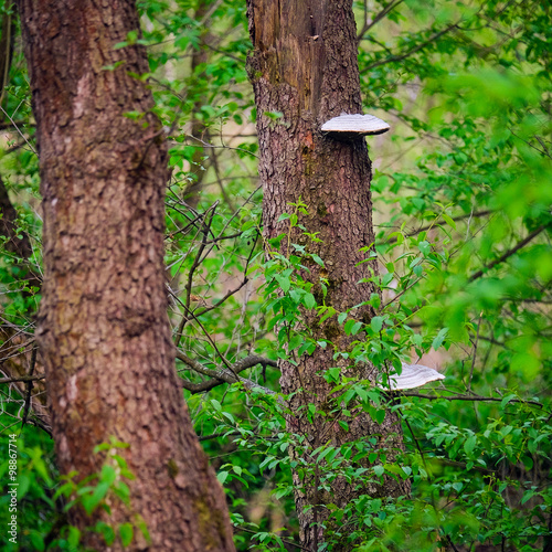 trees with mushrooms in the forest