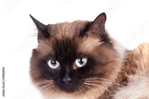 Fototapeta Naklejka Na Ścianę i Meble -  Portrait of a Siamese cat