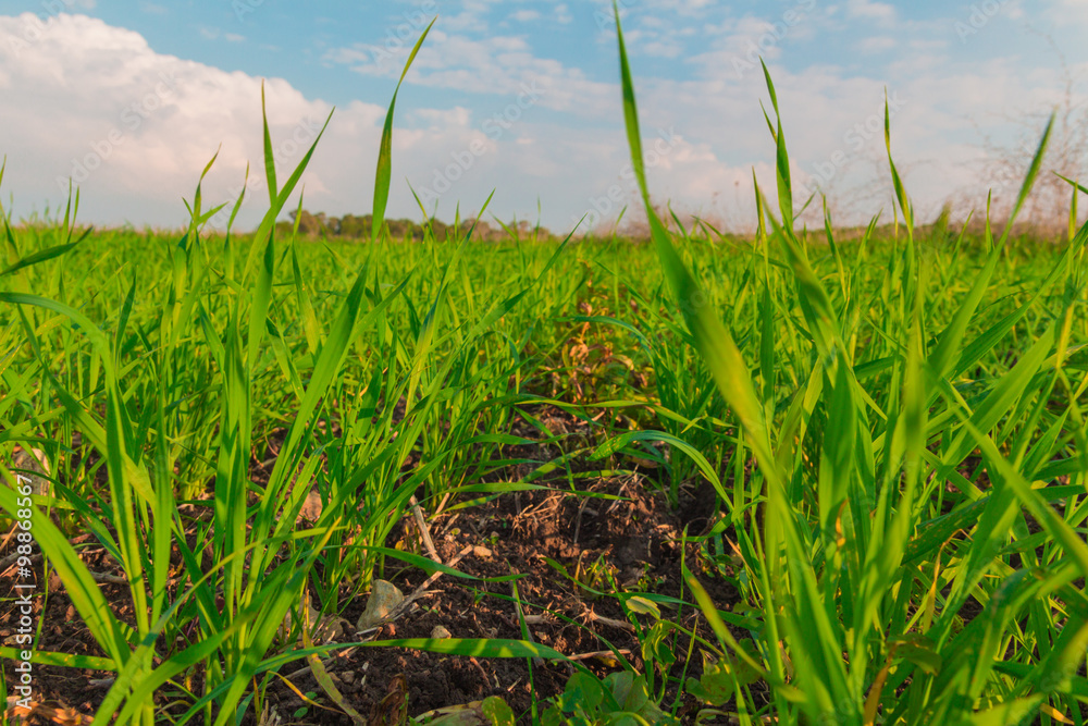 Crops growing in a field in the countryside
