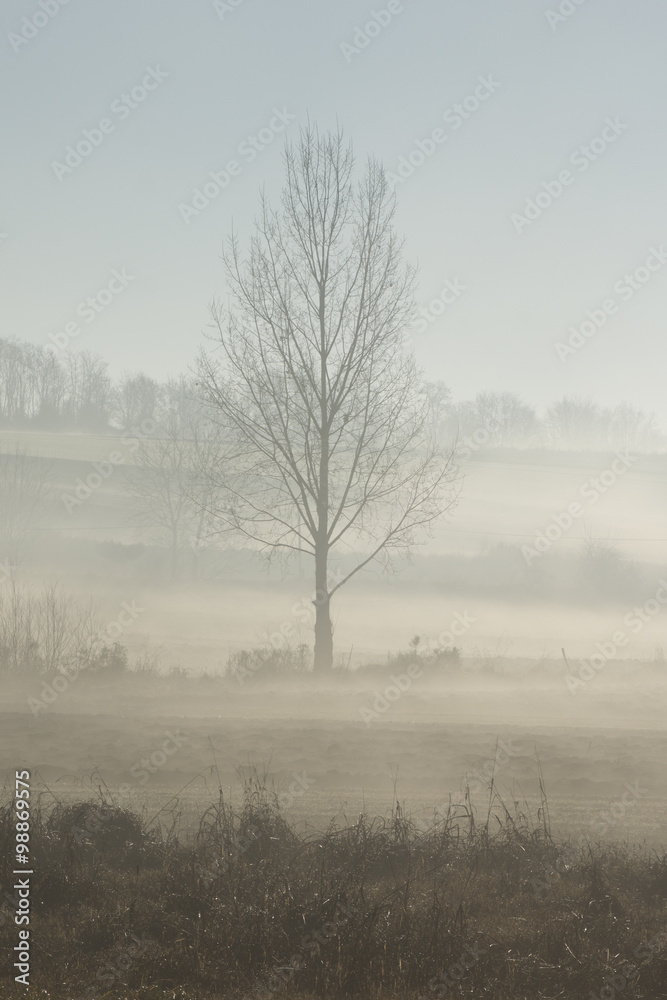 Morning dew on a Hungarian landscape with a lonely tree Morning dew on a Hungarian landscape with a lonely tree