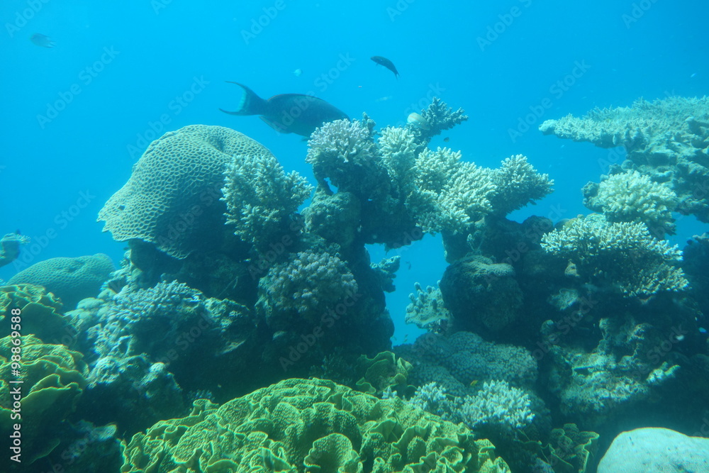 Fototapeta premium Eilat - Israel - Fundo do Mar