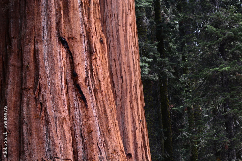 Sequoia Sequoia