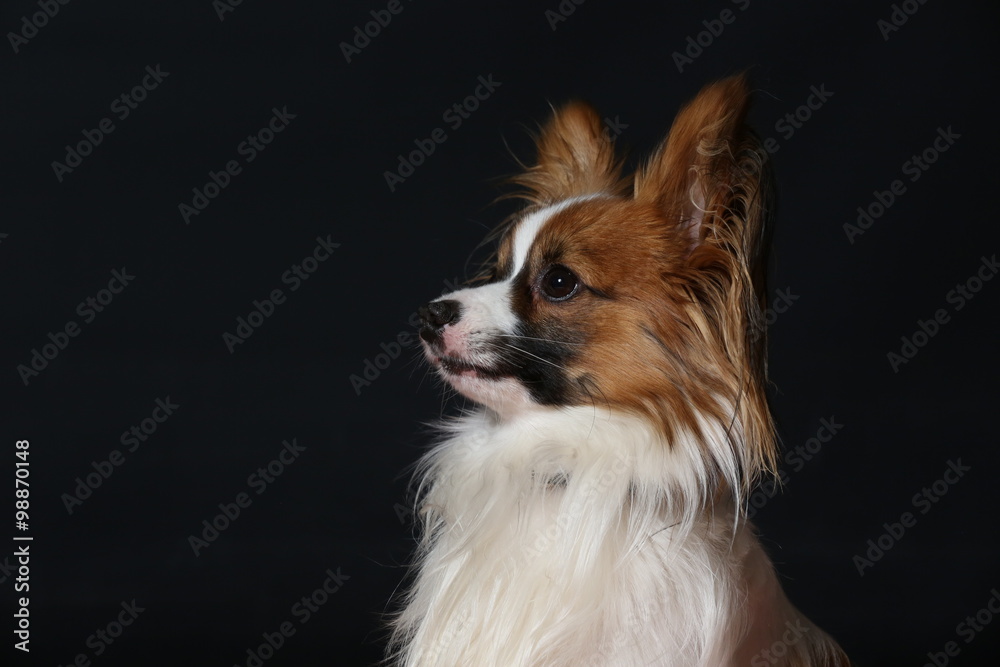 Papillon Papillon