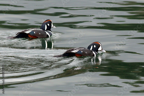 Harlequin Ducks on Green Water