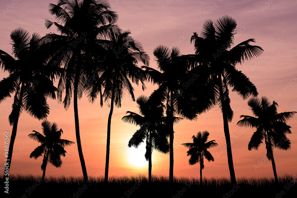 Obraz premium coconut trees and sunset background