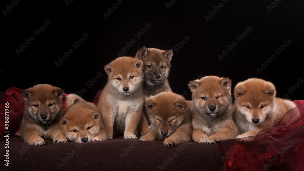 Pack of seven shiba inu puppies and looking in camera