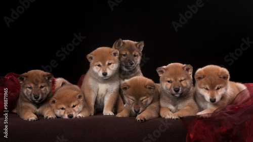 Pack of seven shiba inu puppies and looking in camera