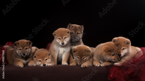 Pack of seven shiba inu puppies and looking in camera © brusnikaphoto