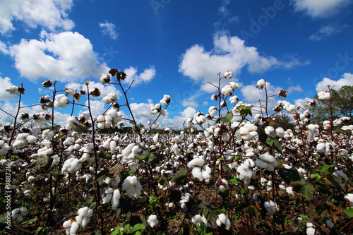 COTTON FIELD 