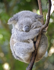 Ingelijste posters Koala Koala dommelt hoog in boomtop  © 169169
