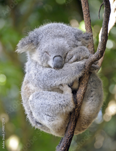  koala asleep  in a tree.