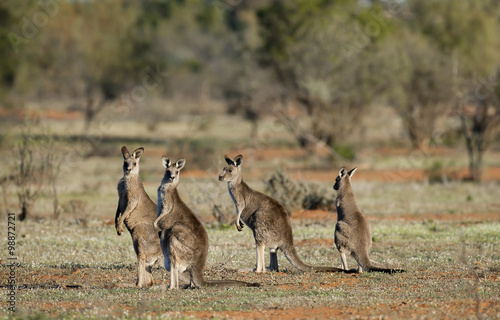 kangaroos in outback Australia.