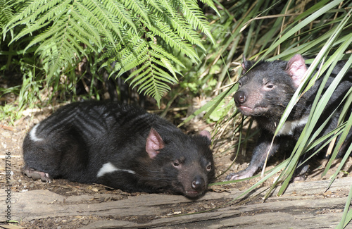  tasmanian devil on the island of Tasmania, Australia.