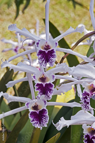 Orchid Cattleya crispa, before Laelia crispa photo