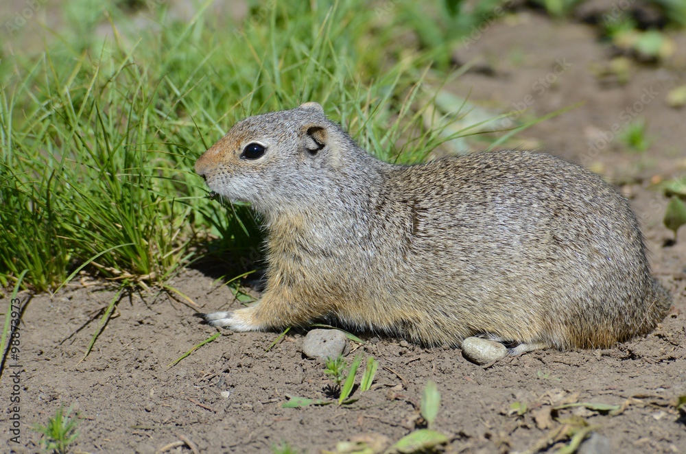 Thompson's Ground squirrel feeding on green grass. Thompson's Ground squirrel feeding on green grass.