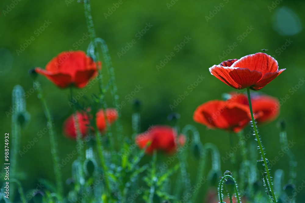 Obraz premium Oriental poppy