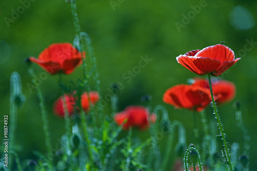 Oriental poppy