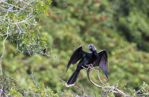 фотографія Anhinga in breeding plumage