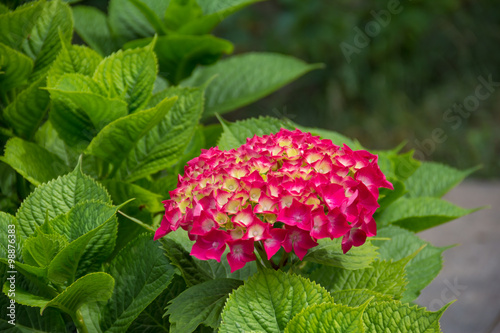 Fototapeta Naklejka Na Ścianę i Meble -  pink hydrangea blooms