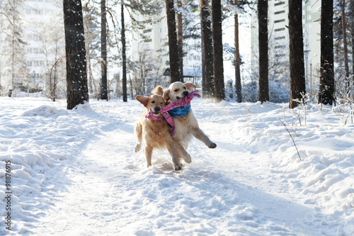 Fototapeta Naklejka Na Ścianę i Meble -  Two golden retriever playing in the snow