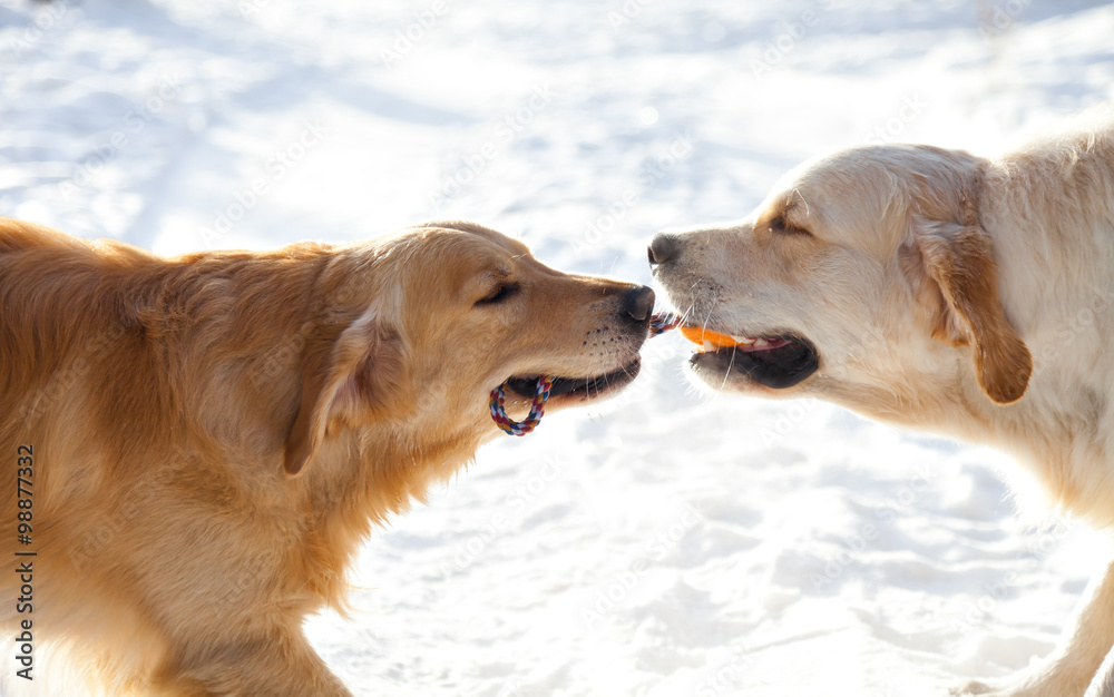 Portrait of two young golden retriever playing in the snow in th