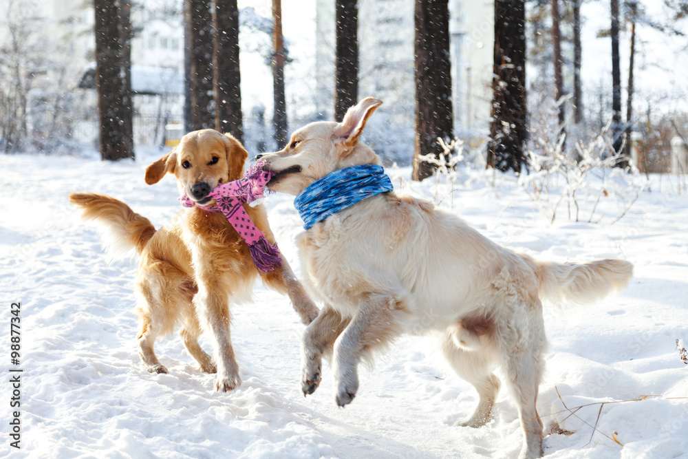 Two young golden retriever playing in the snow in the park.